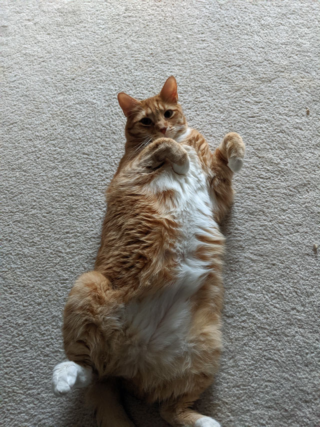 Picture of Tiger the cat